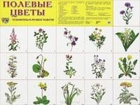 Дем.плакат Полевые цветы Формат А-2 - купить в магазине Кассандра, фото, 9785994905623, 