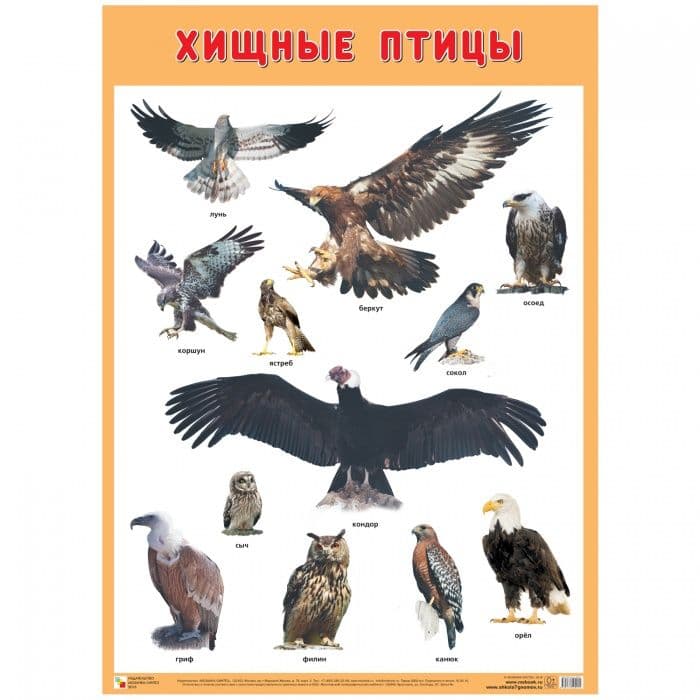 Развивающие плакаты. Хищные птицы - купить в магазине Кассандра, фото, 9785431519055, 