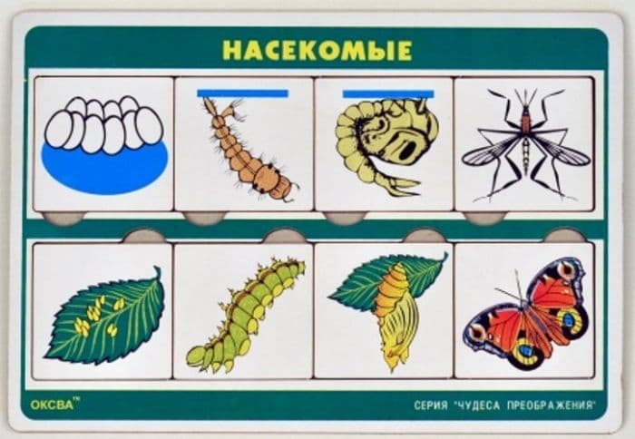Рамка-вкладыш.Чудеса преображений.Насекомые - купить в магазине Кассандра, фото, , 